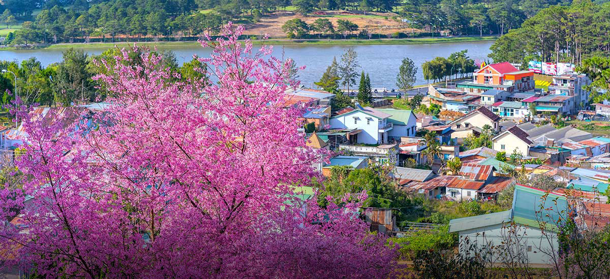 Sunny Farm (Dalat)