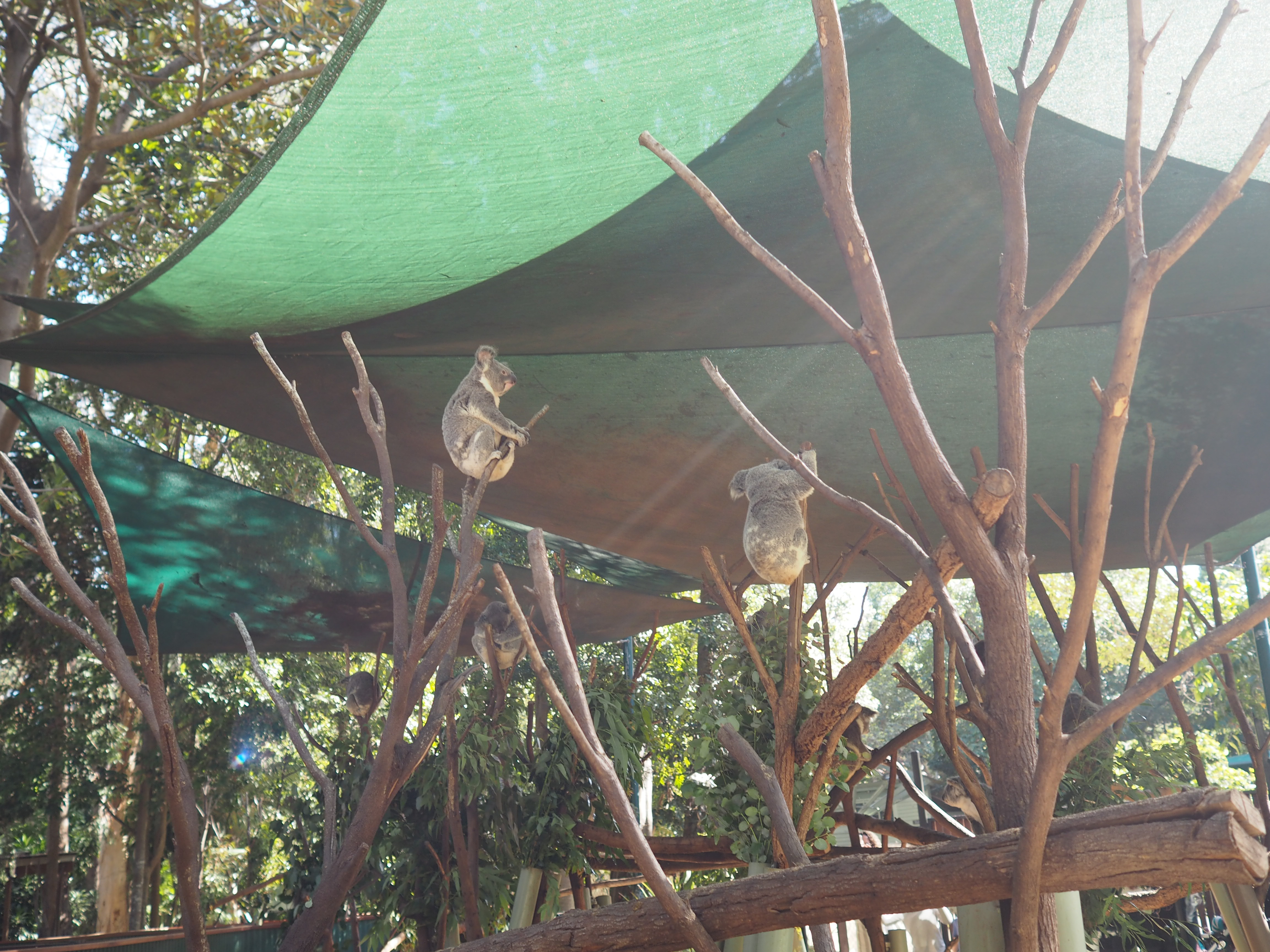 Gold Coast 親子必去抱抱樹熊 放電動物園