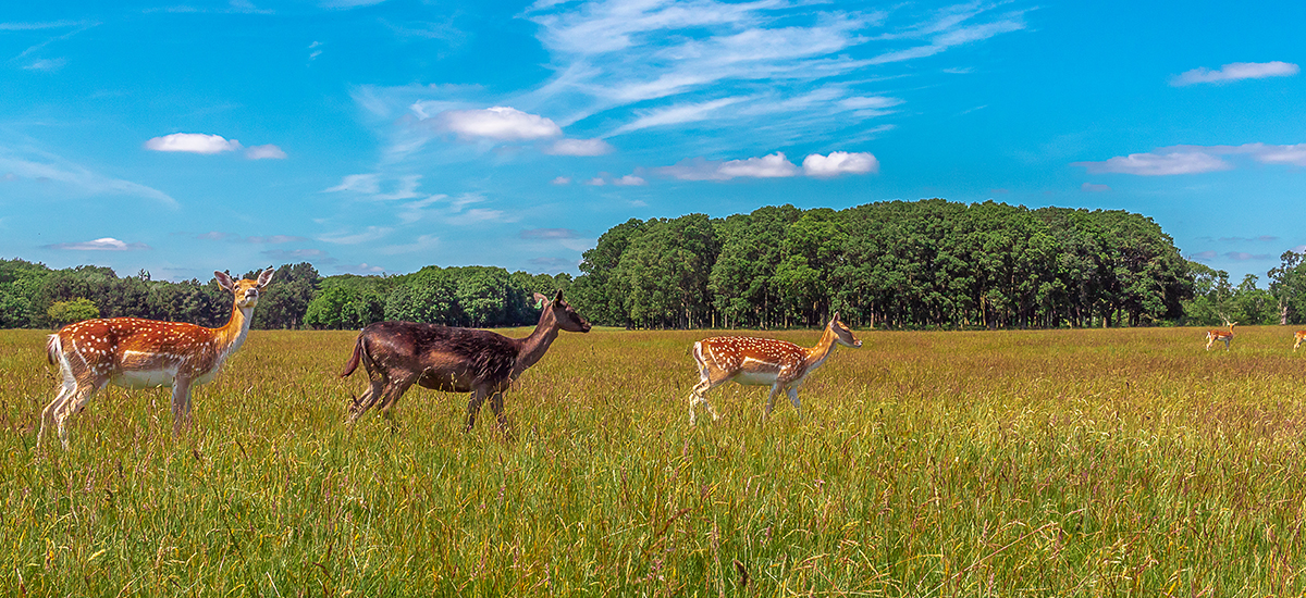 Phoenix Park