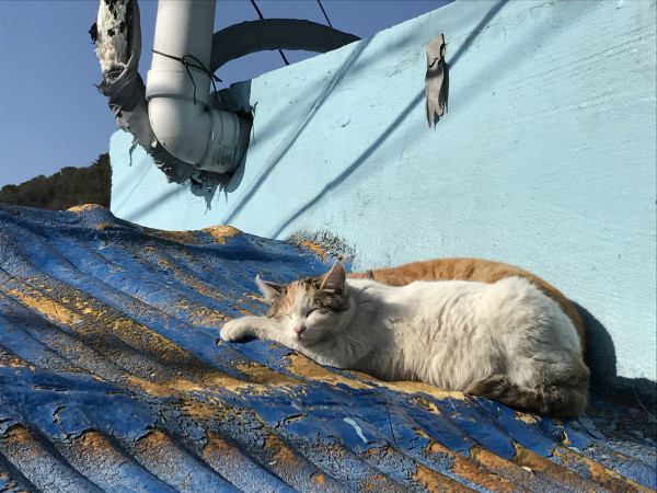 屋頂上懶洋洋的小貓在午睡。