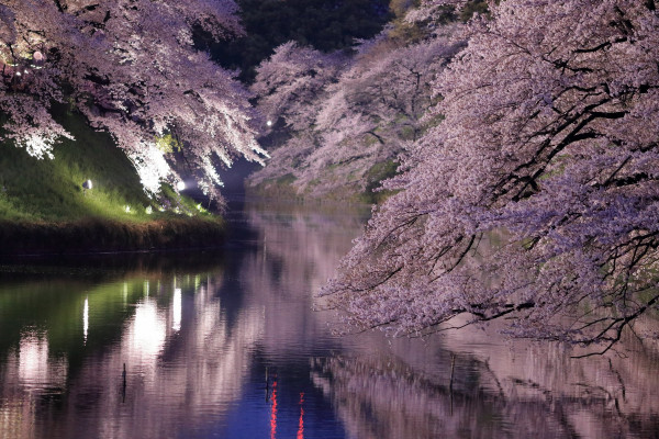 東京櫻花